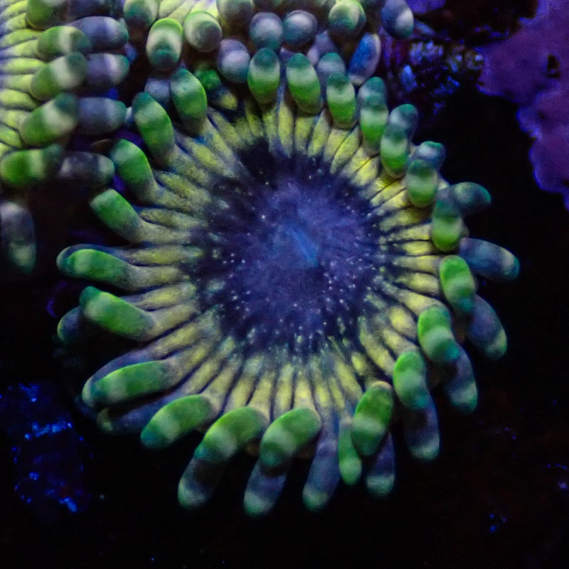 Zoanthus MC White Walker