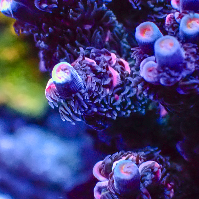 Acropora Sapphire Flame