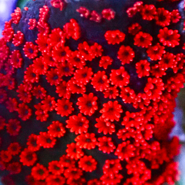 Montipora MC Blue Bubblegum