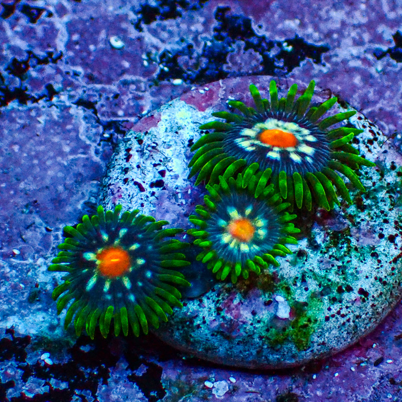 Zoanthus MC Ultra Stargazer