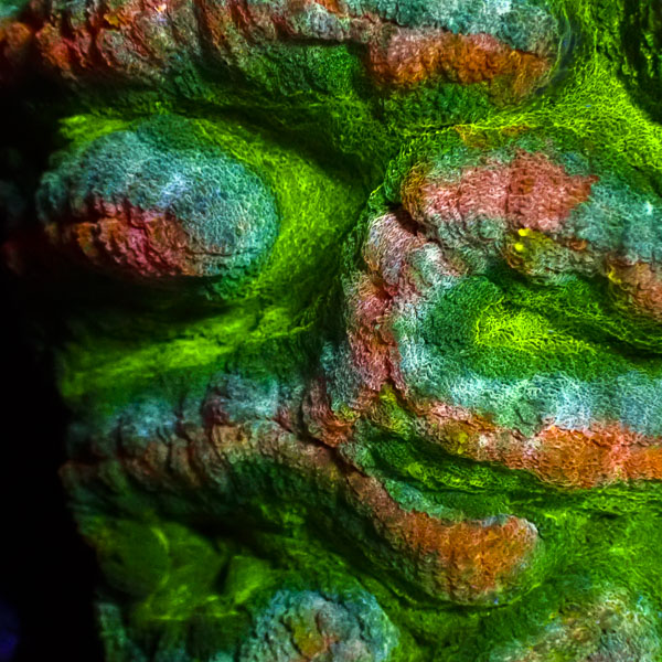 Symphyllia MC Green Canyon