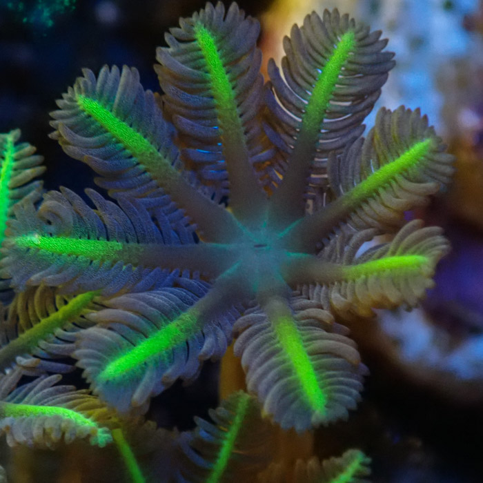 Clavularia MC Ultra Green