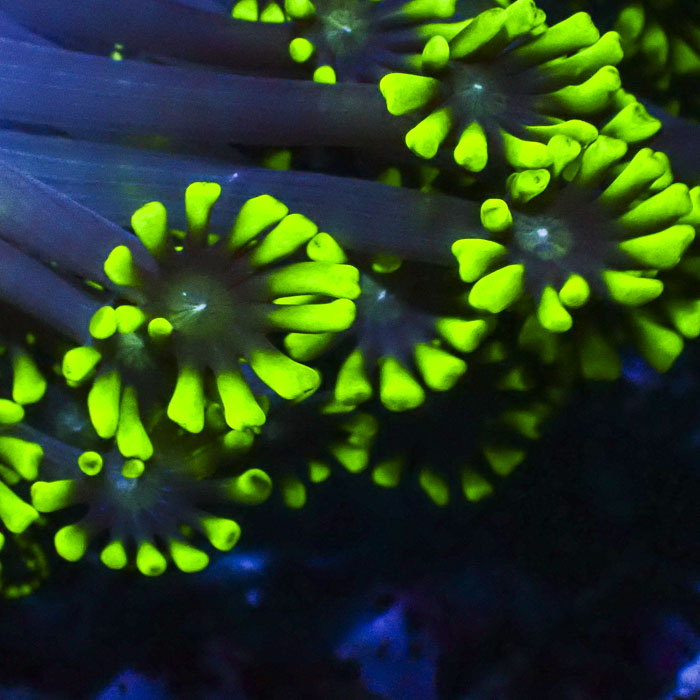 Alveopora Big Green Explosion