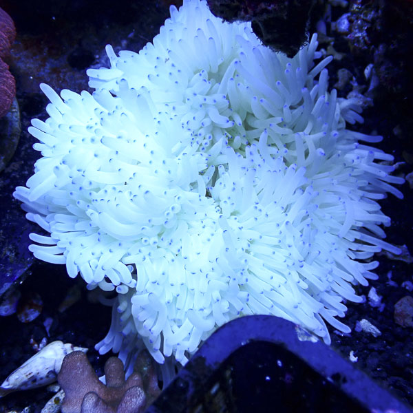Hawaii-Anemone Weiss Heteractis Malu