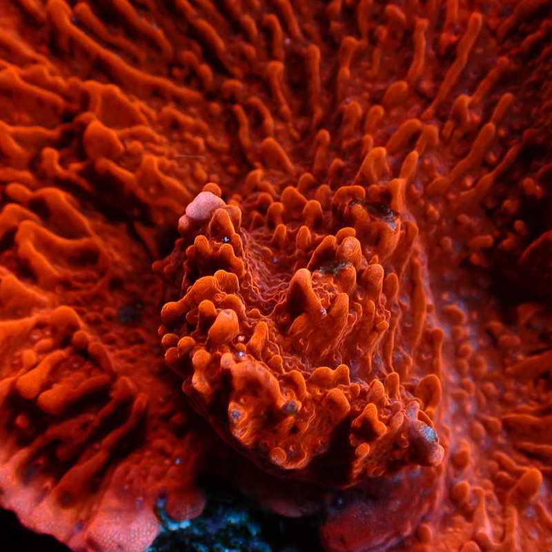Montipora Rot Frag 08
