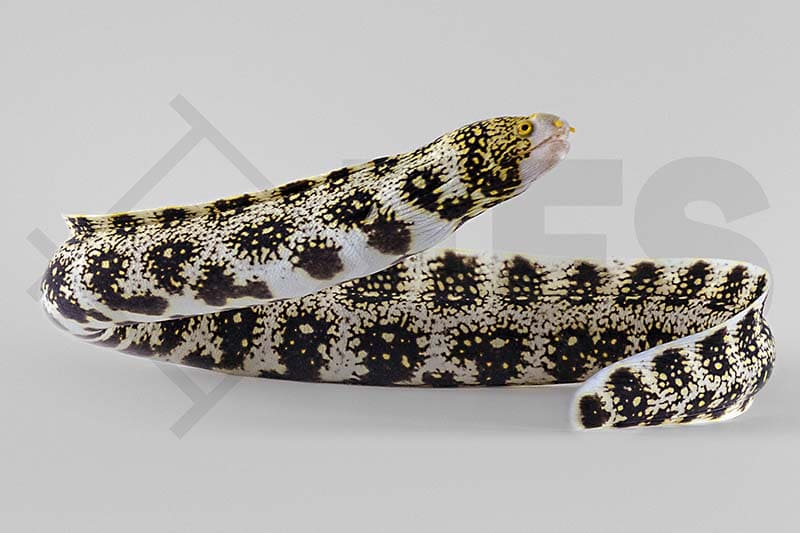 Sternfleckmuräne (Echidna Nebulosa) 22-24cm