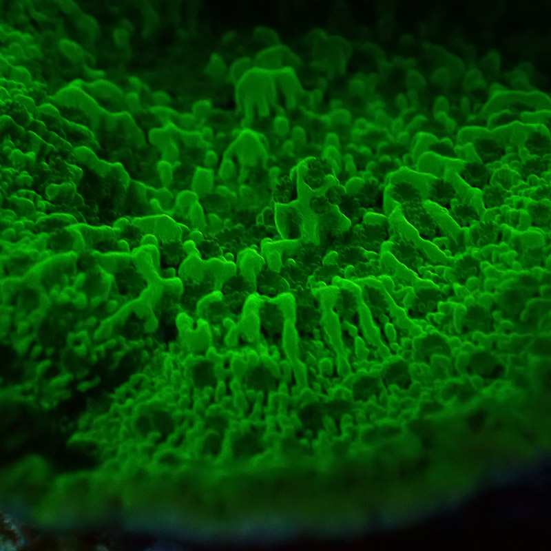 Montipora Grün Frag 18