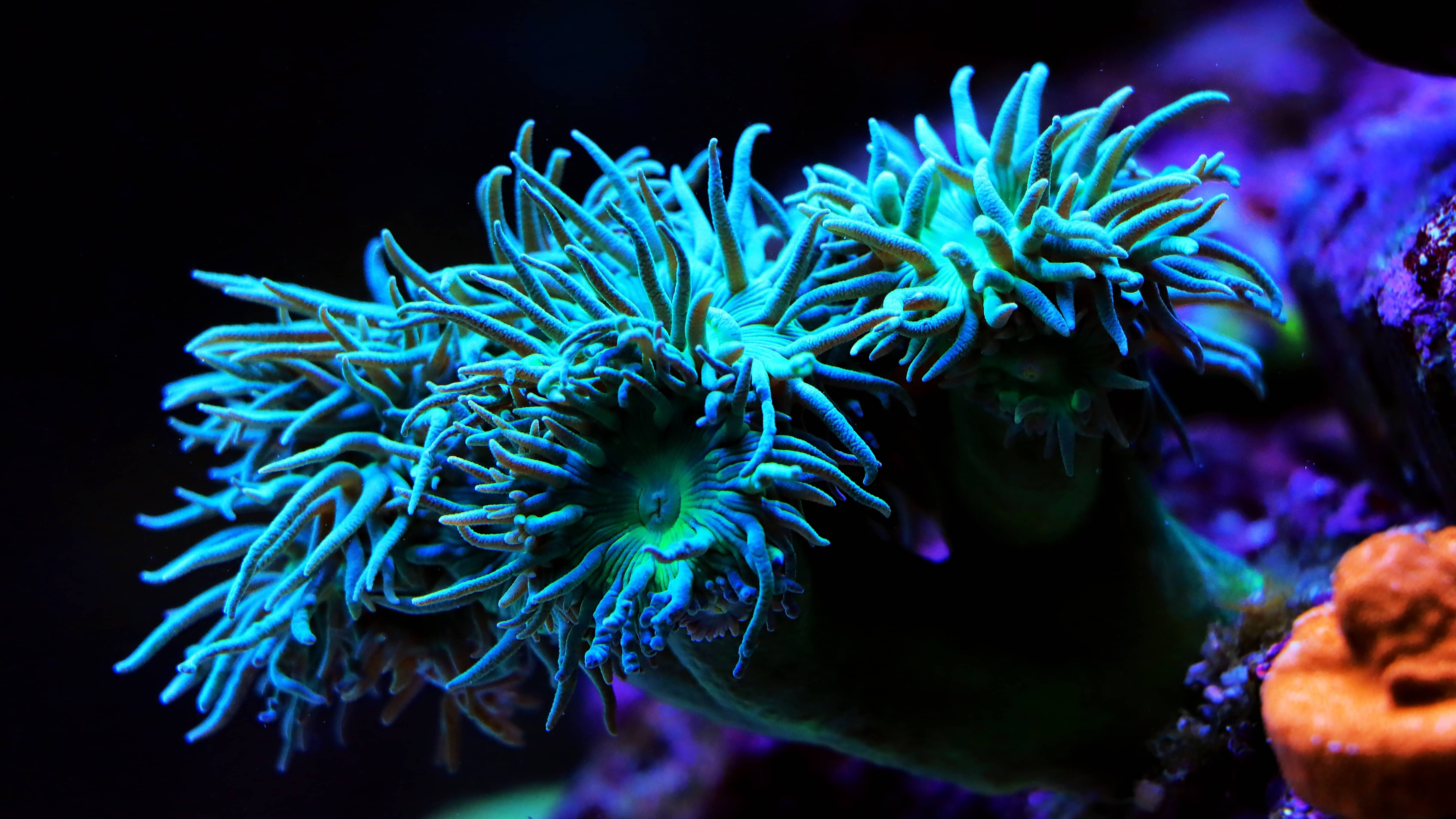 Seltene Korallen aus Kirchardt