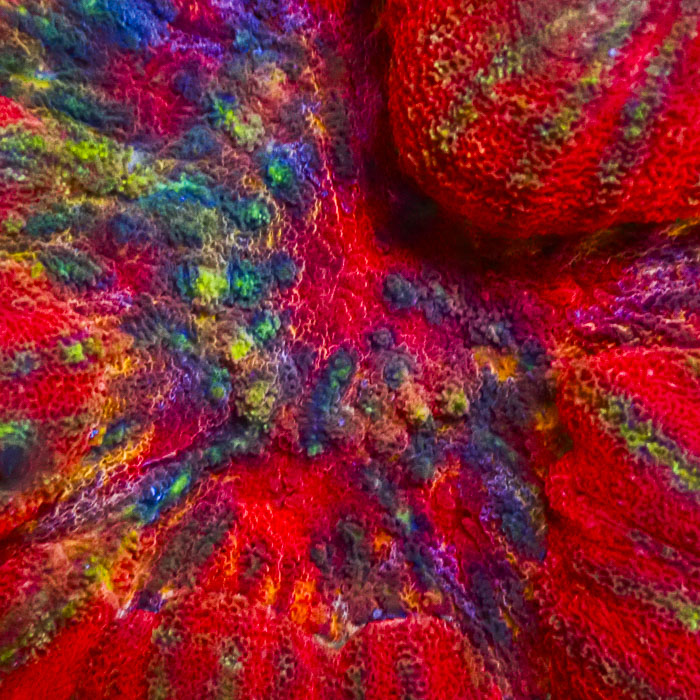 Lobophyllia MC Dynasty Colorstorm