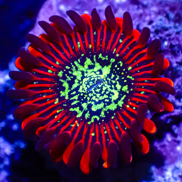 Zoanthus MC Red Magician