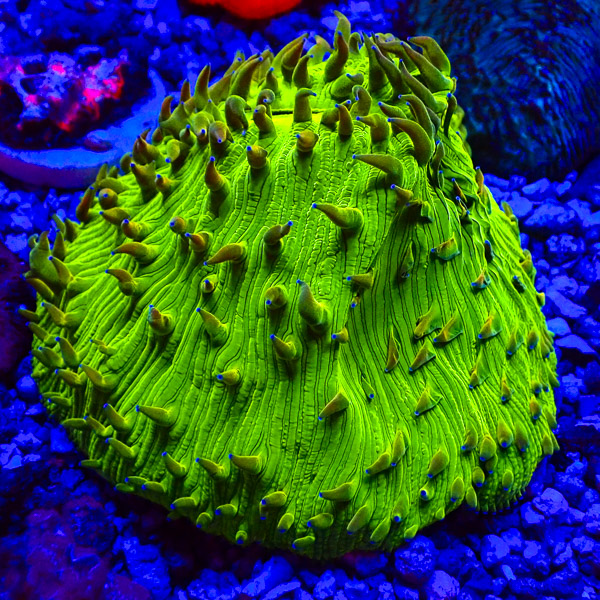 Fungia MC Blue Crown