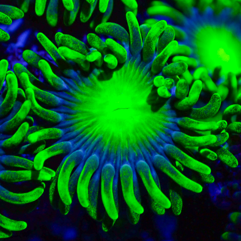 Zoanthus MC Radio Active