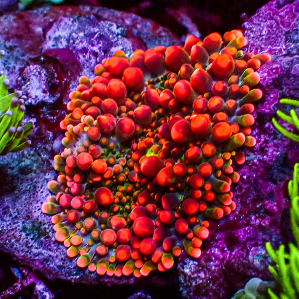 Ricordea Yuma Orange