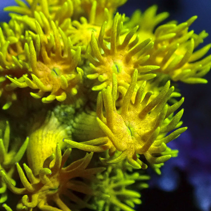Goniopora Citrus Radiance