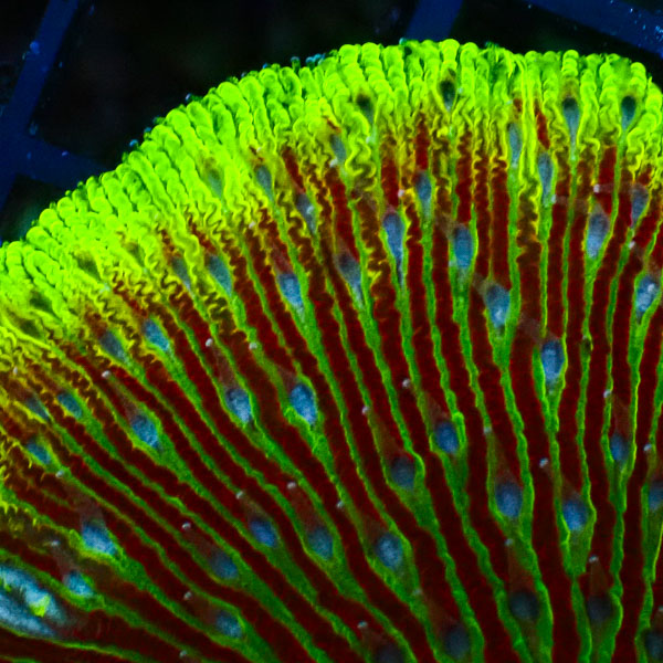 Fungia MC Fireline Glow