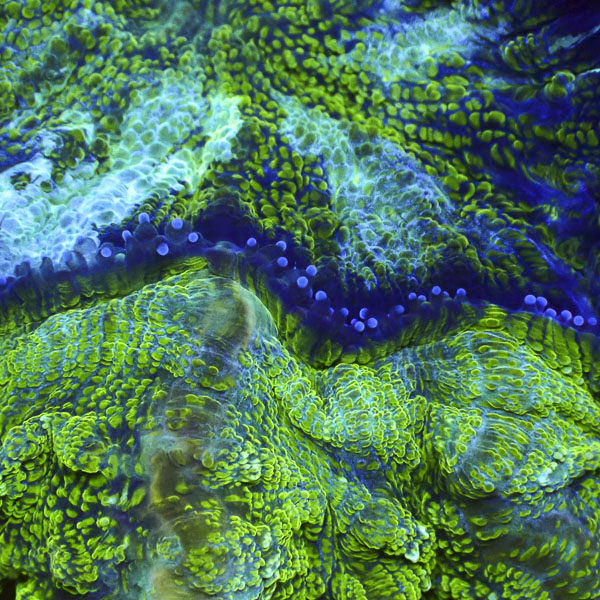 Acanthophyllia MC Kryptonite