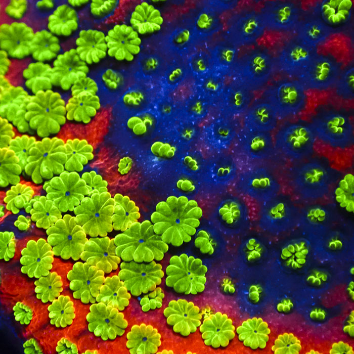 Montipora Sunset Ultra Frag 01