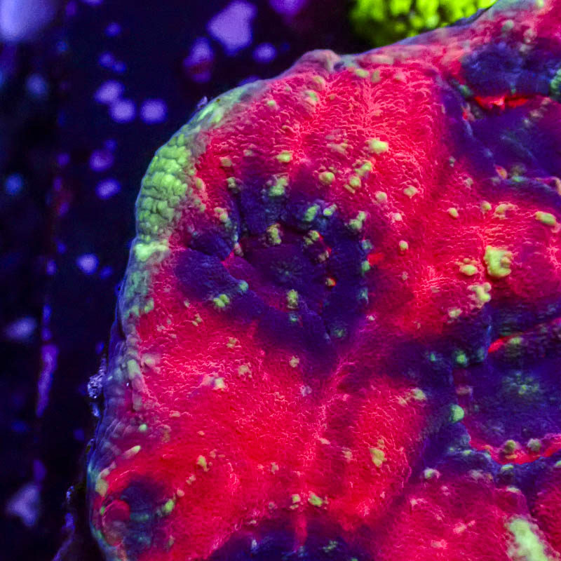 Chalice Rot – Blaue Polypen mit giftgrünen Neonpunkten