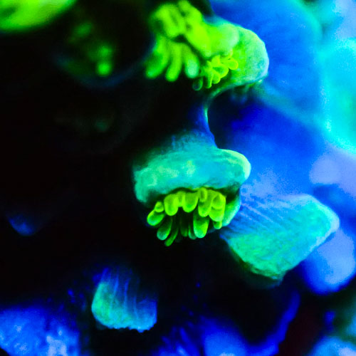 Acropora MC Green Apple Sorbet