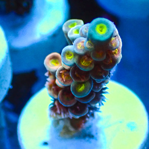 Acropora MC Spectrum