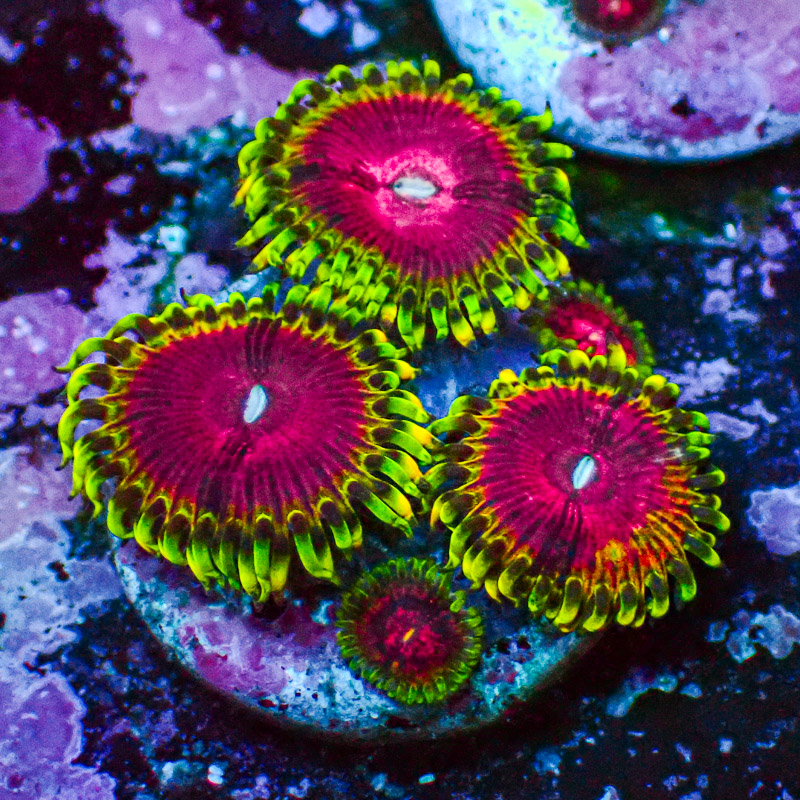 Zoanthus MC Pink Diamond