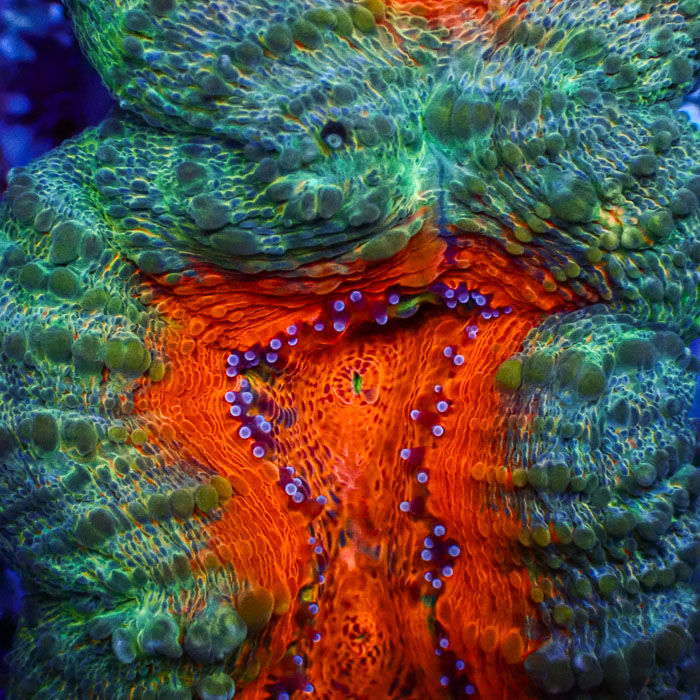 Lobophyllia MC Mandarin Prism Frag 03