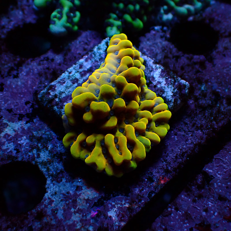 Montipora Crazy T. Frag 01
