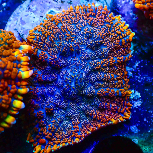 Rhodactis MC Arctic Flow