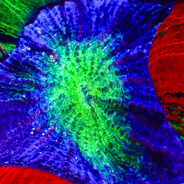 Trachyphyllia MC Dragon Heart