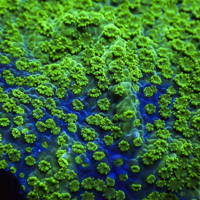 Montipora Green Universe Crafted