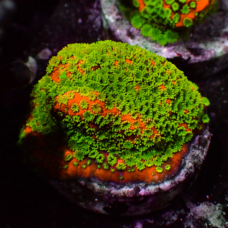 Montipora MC Gold Rush Frag 02
