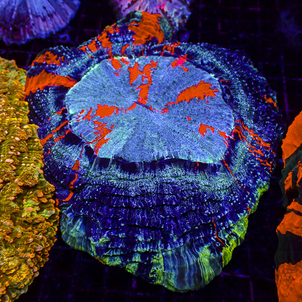 Acanthophyllia MC Moonstone