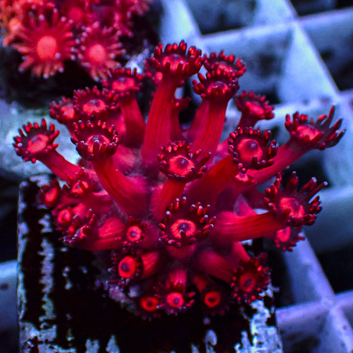 Goniopora Ruby Frost Frag 01