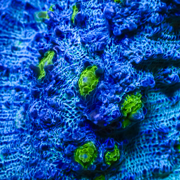 Chalice MC Frostline