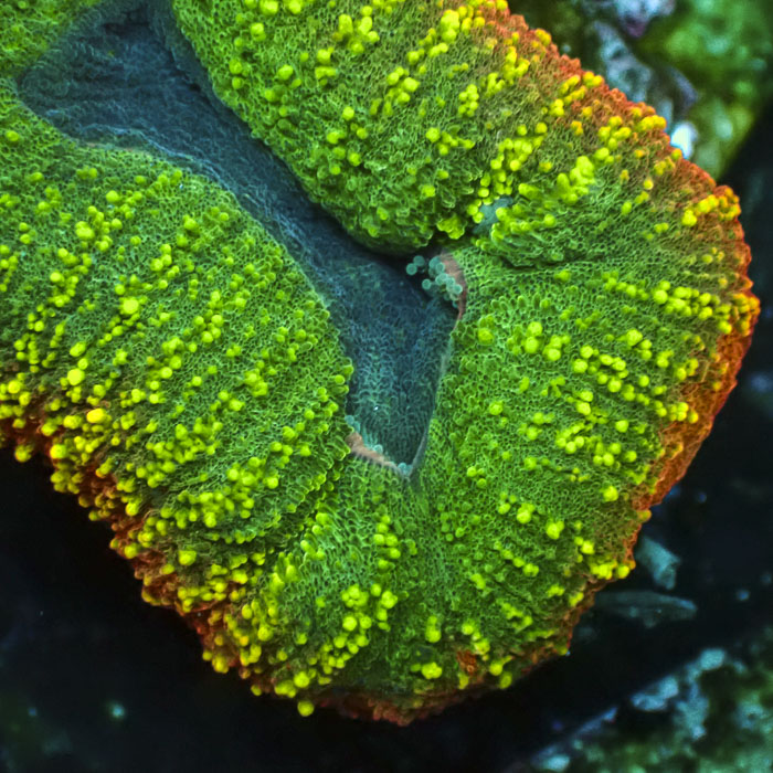 Lobophyllia MC Bicolor Toxic Halo Frag 02