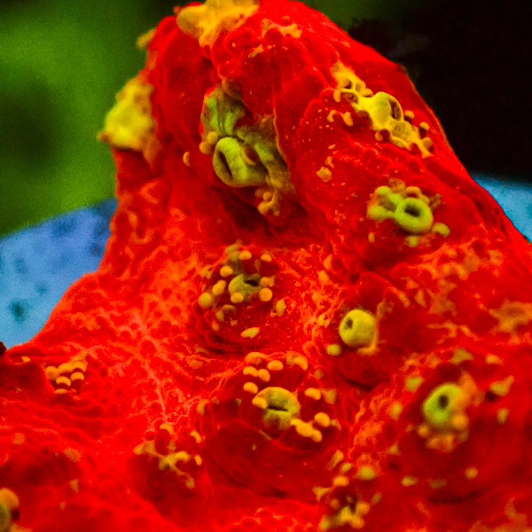 Chalice MC Cherry Sprinkle NZ