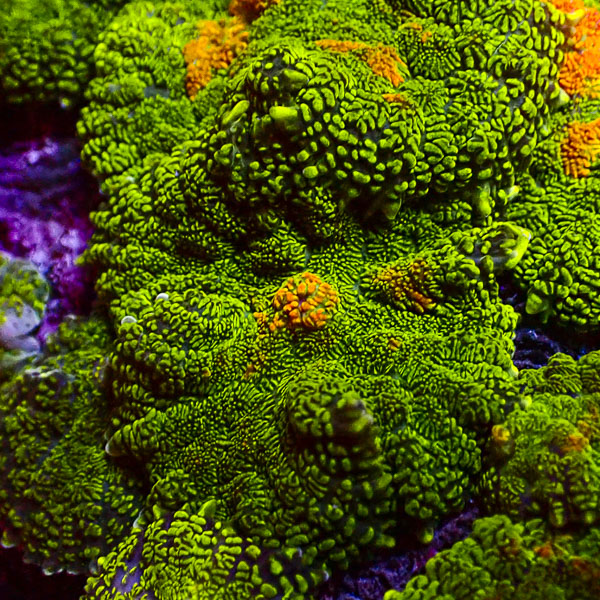 Rhodactis MC Neon Ember Core