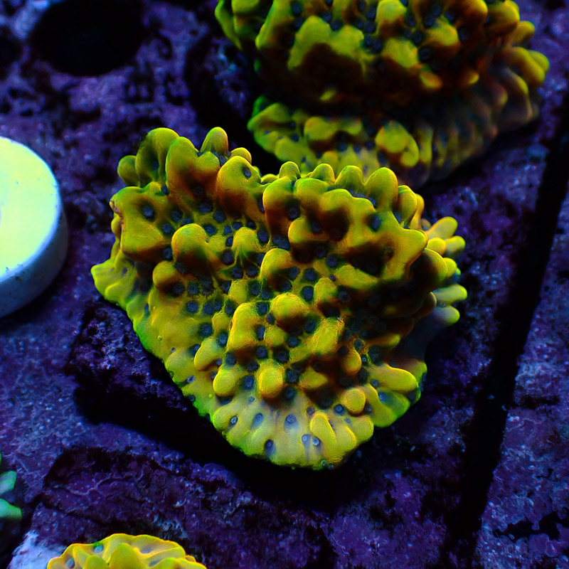 Montipora Crazy T. Frag 15