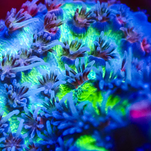 Acropora MC Kryptonite