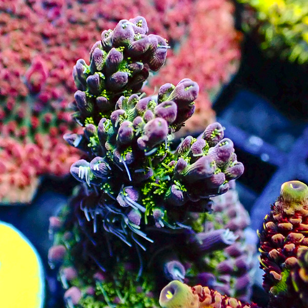 Acropora Lila/Grün