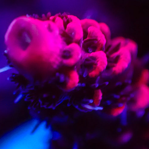 Acropora MC Midnight Rose