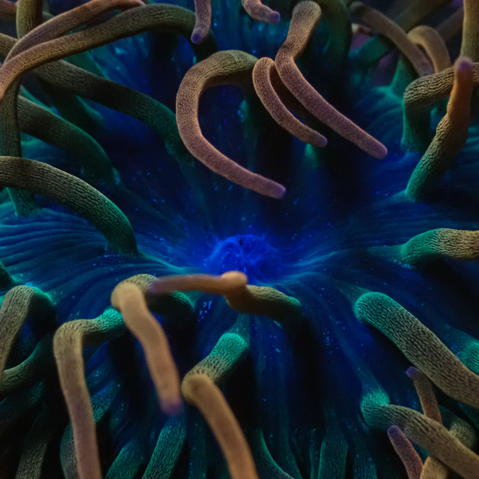 Entacmaea MC Quadricolor Sunburst