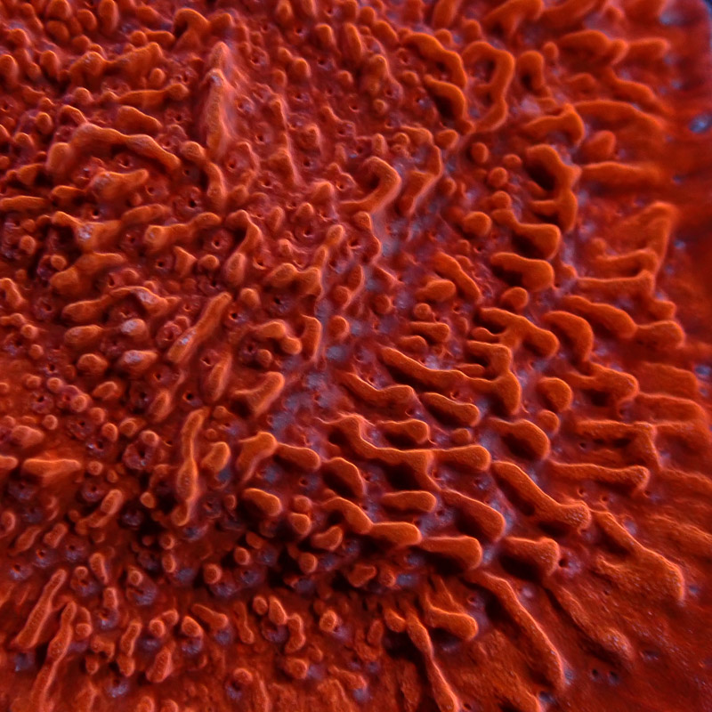 Montipora Rot Frag 09