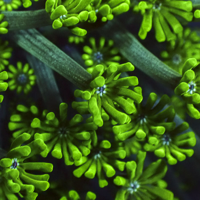 Alveopora Jade Radiance