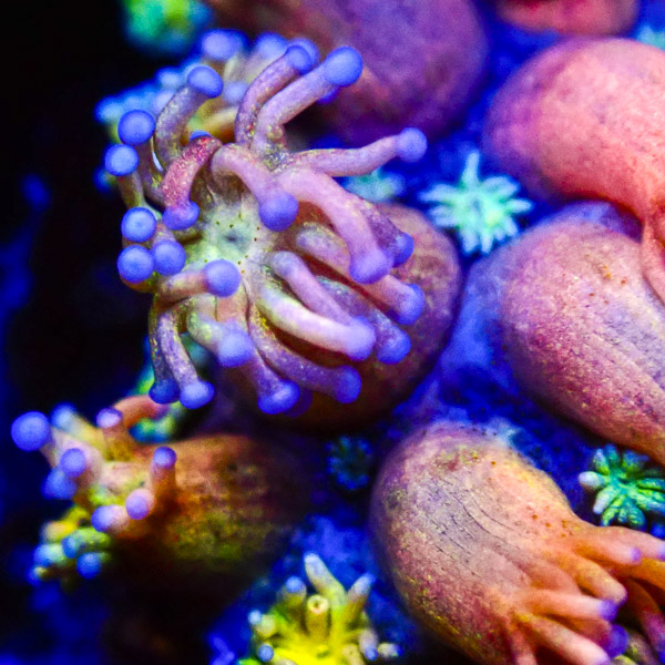 Goniopora MC Unicorn Bloom NZ