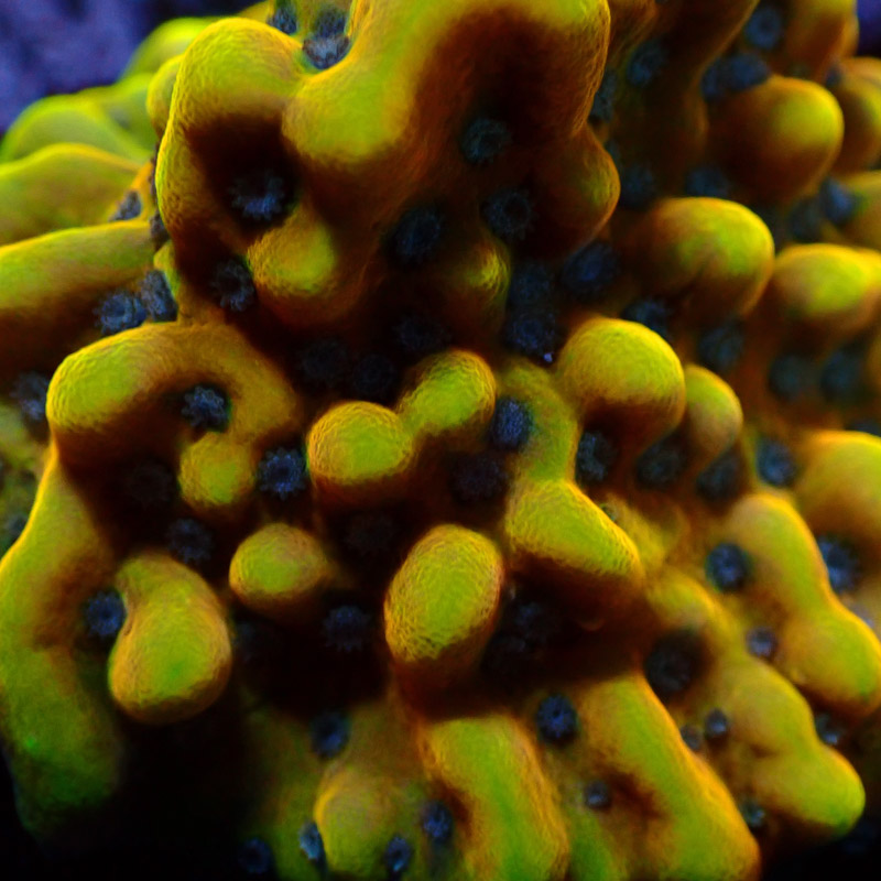 Montipora Crazy T. Frag 12