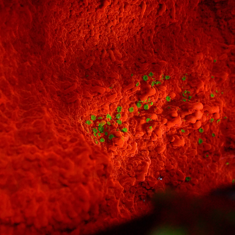 Montipora Crafted Rot Grün Frag 1