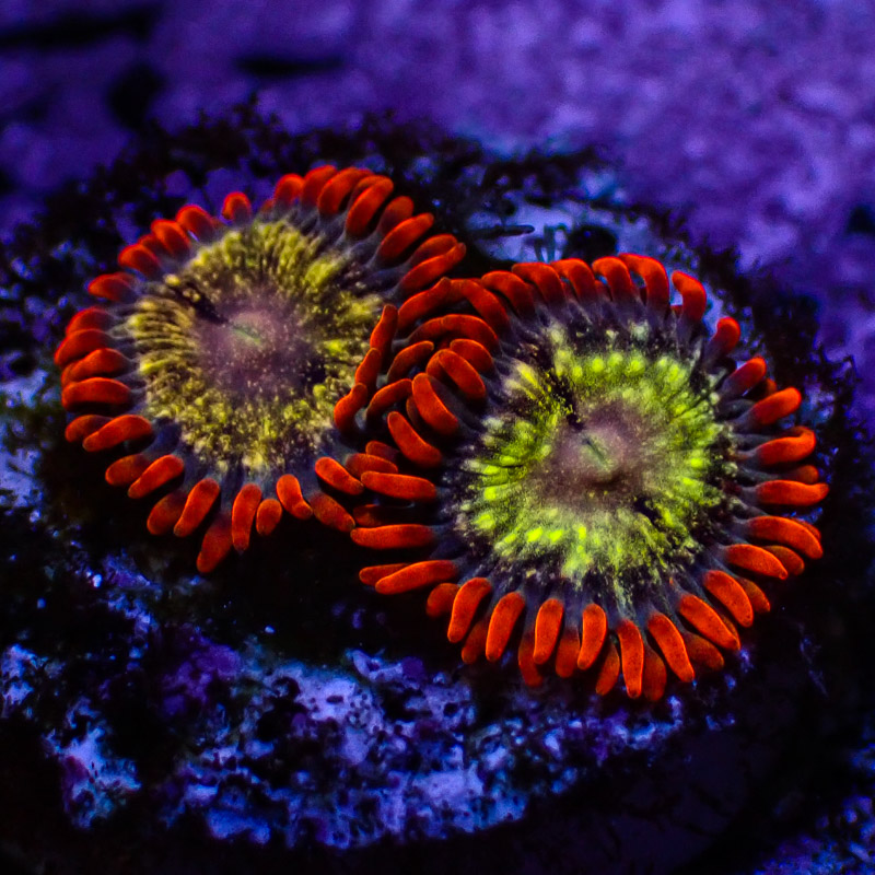 Zoanthus MC Stardust DNZ