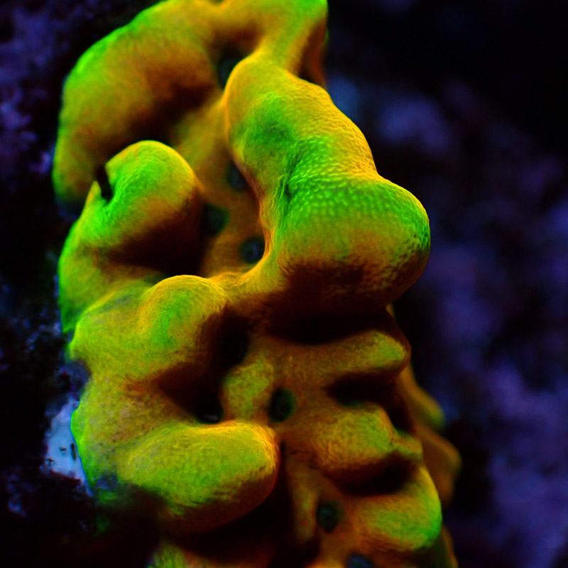 Montipora Crazy T. Frag 09