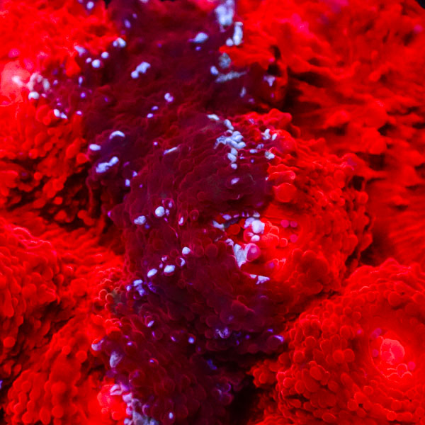 Chalice MC Crimson Scar